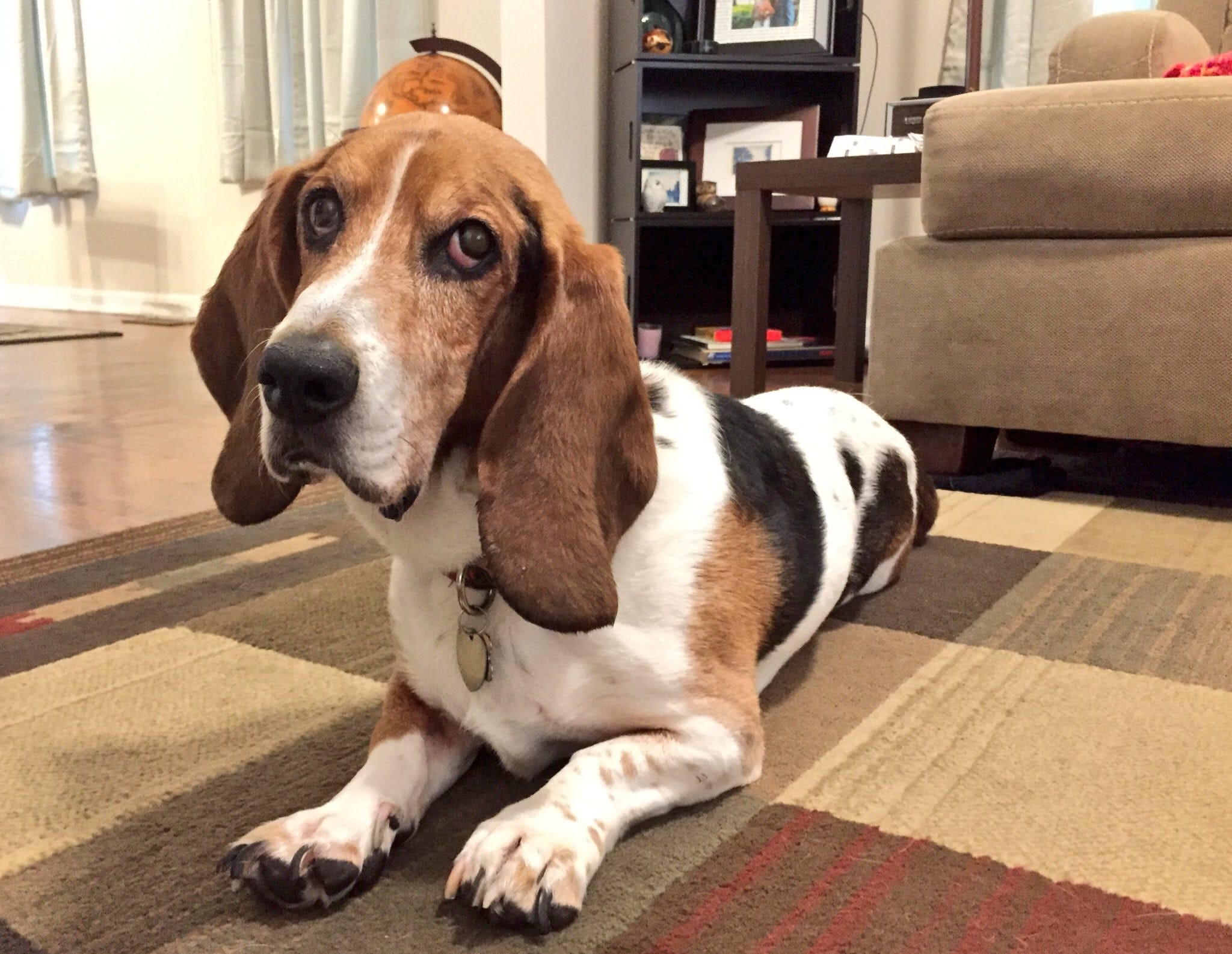 basset hound back legs not working